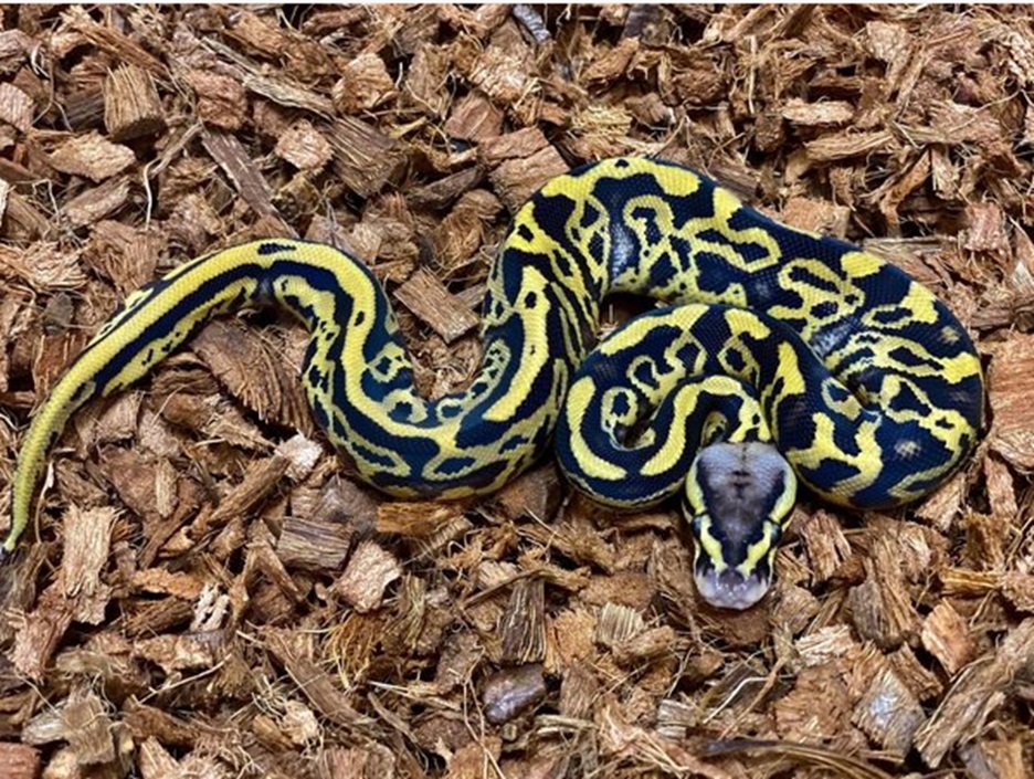 Animal Bedding