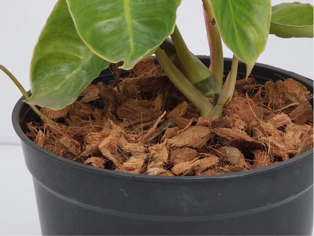 Mulch Medium
