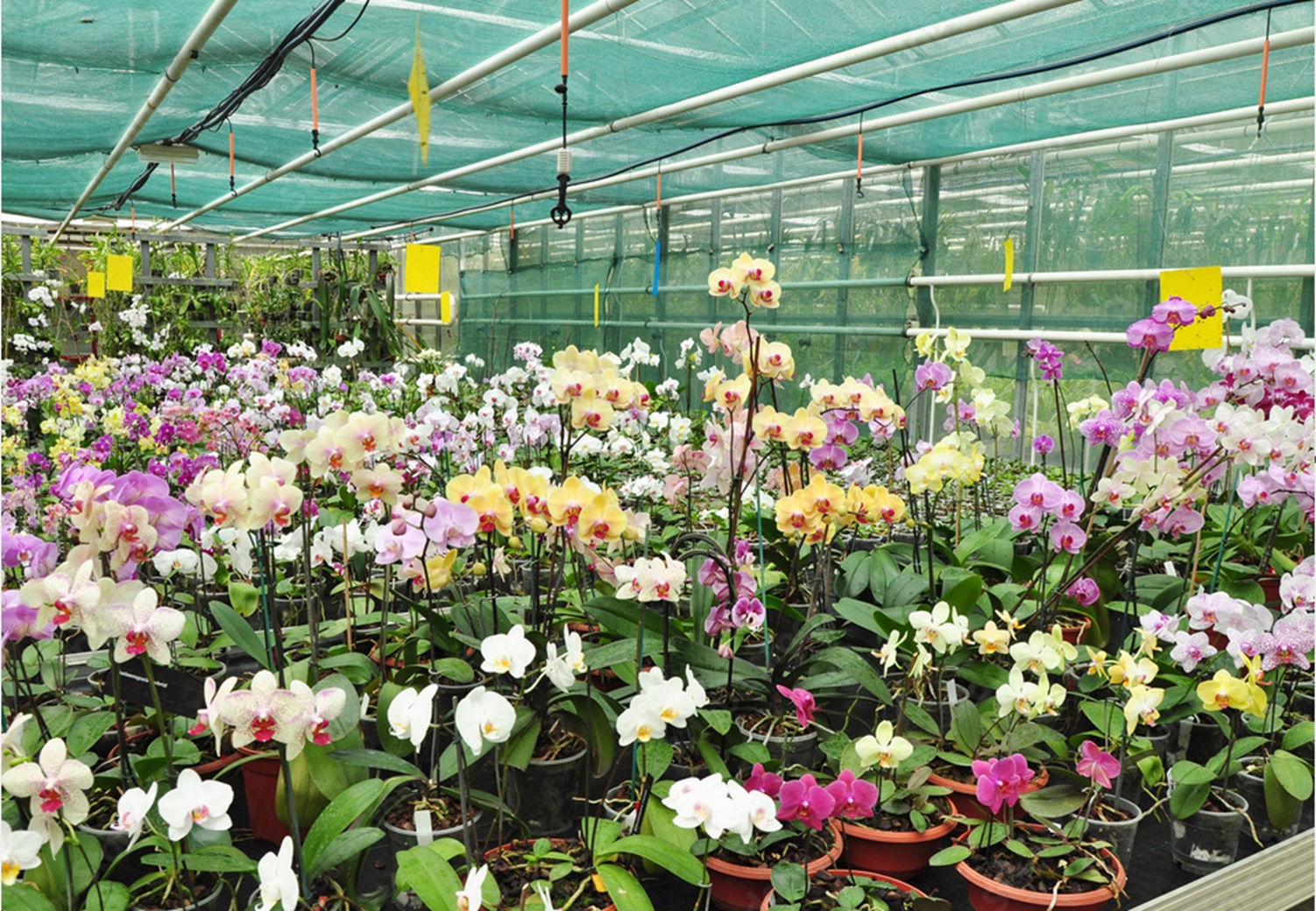 Orchid Planting