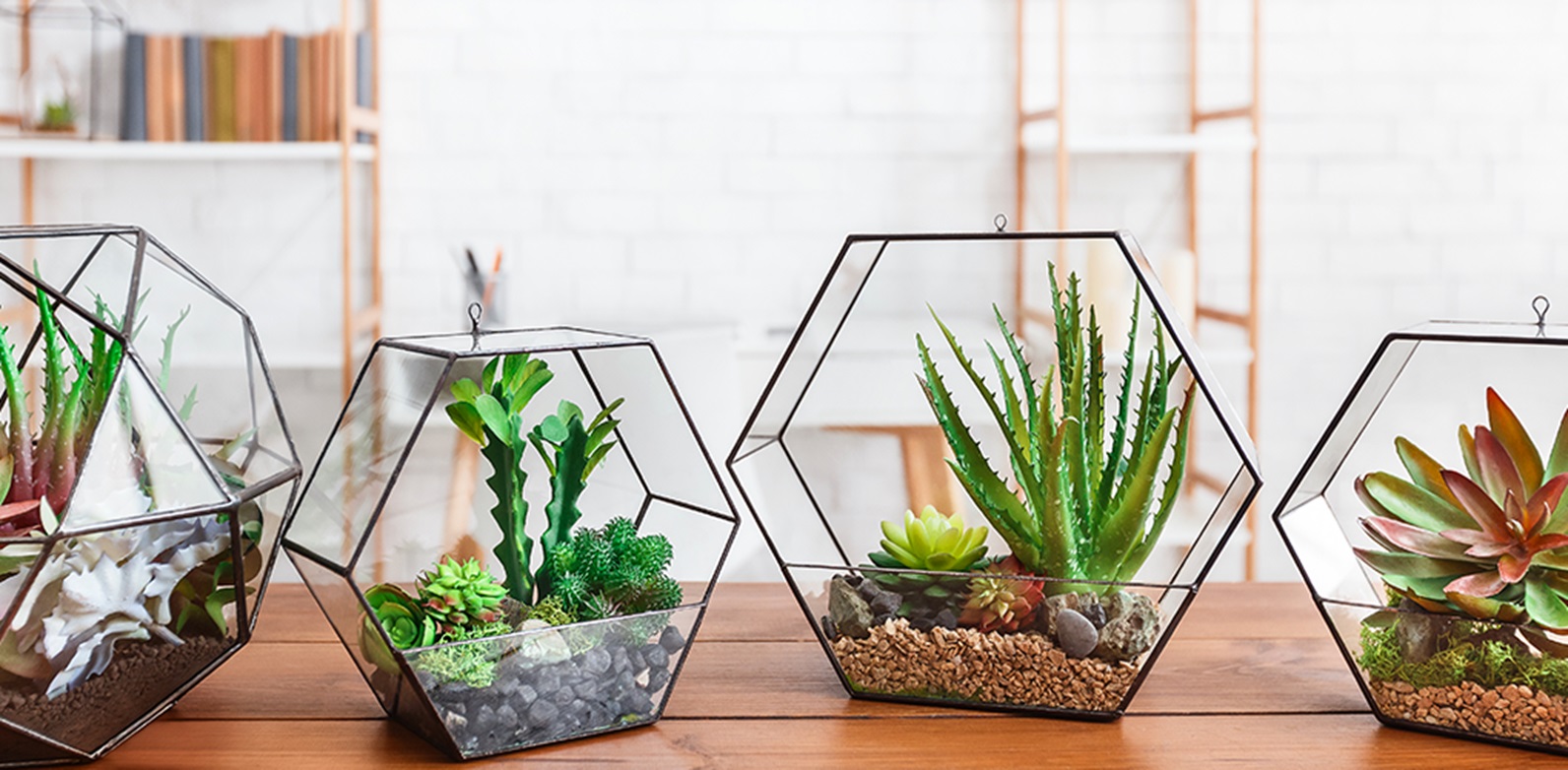 Terrarium Substrate