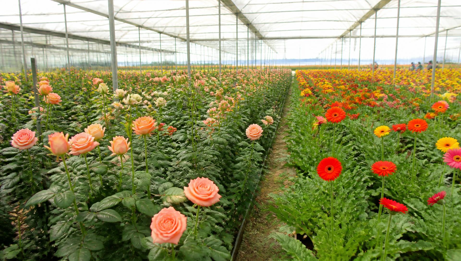 Rows of roses and gerbera flowers in a commercial greenhouse