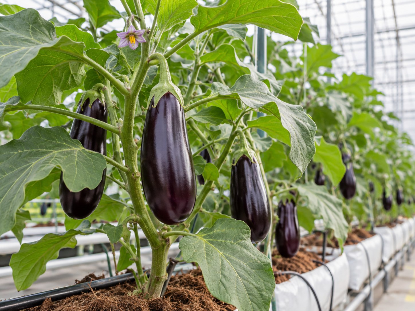 Eggplant plants with glossy aubergines growing in a commercial greenhouse