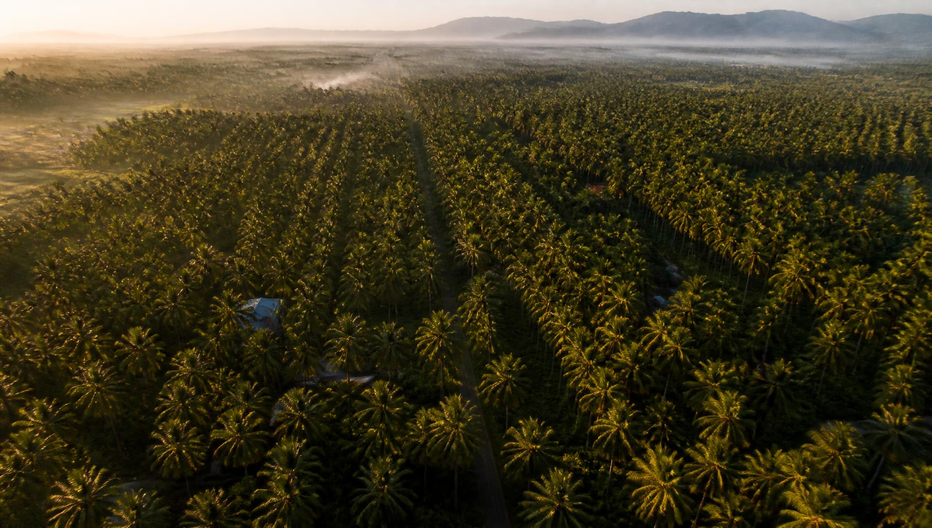 Why Early Planning Matters when Sourcing Coco Peat for the Season?